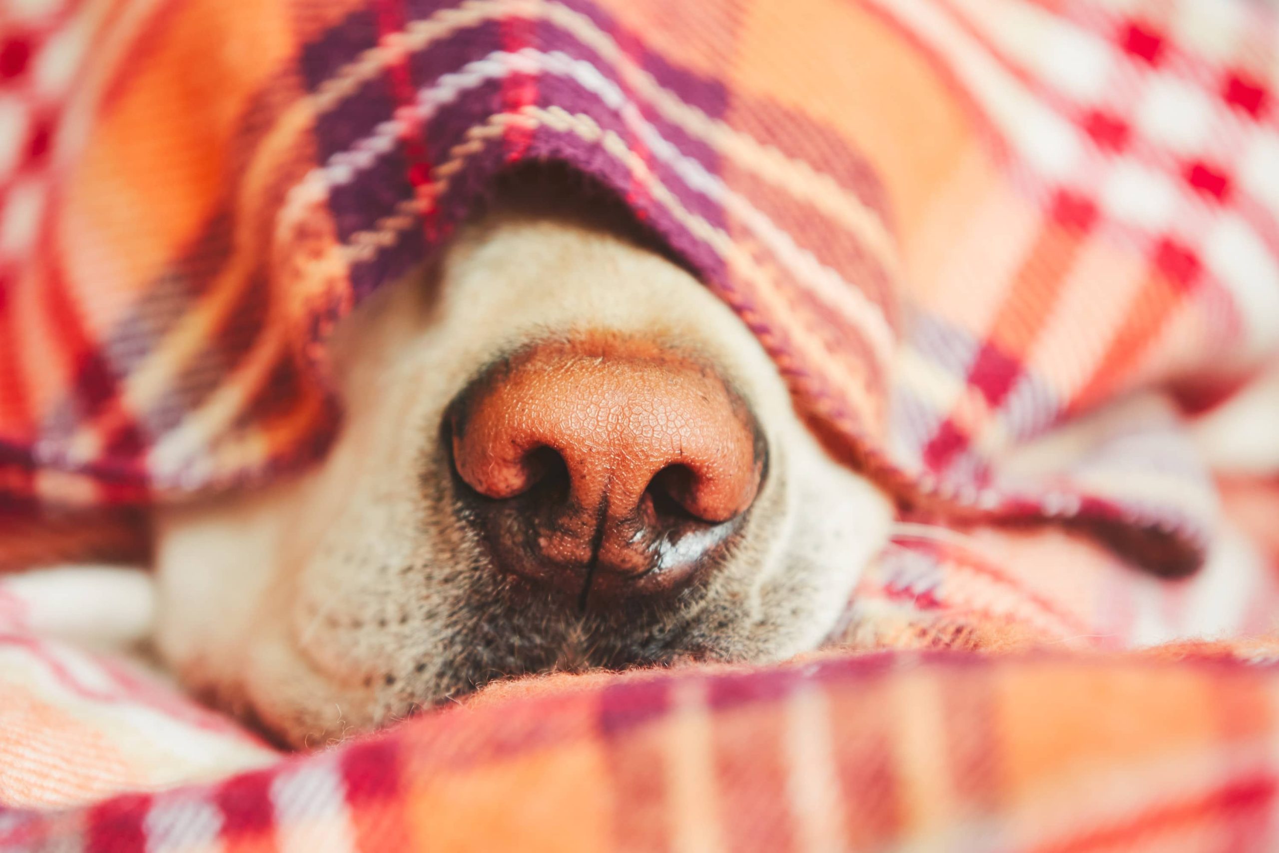 a close up of a dog on a blanket