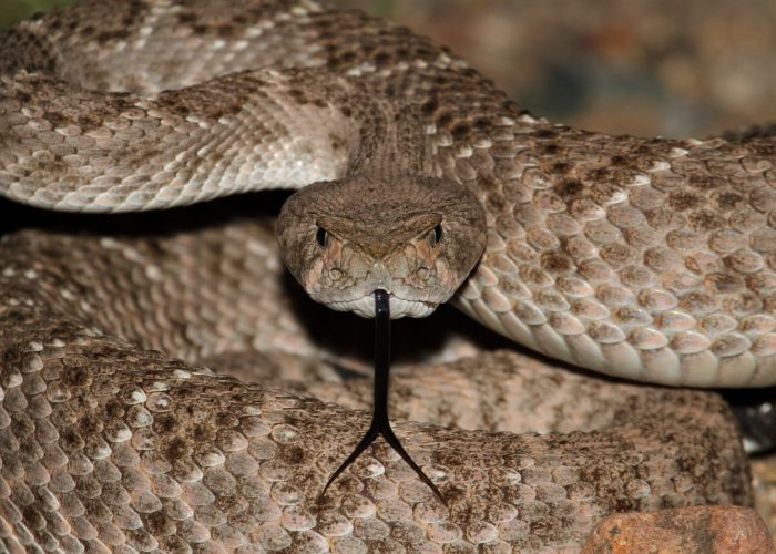 A Close Up Of A Snake