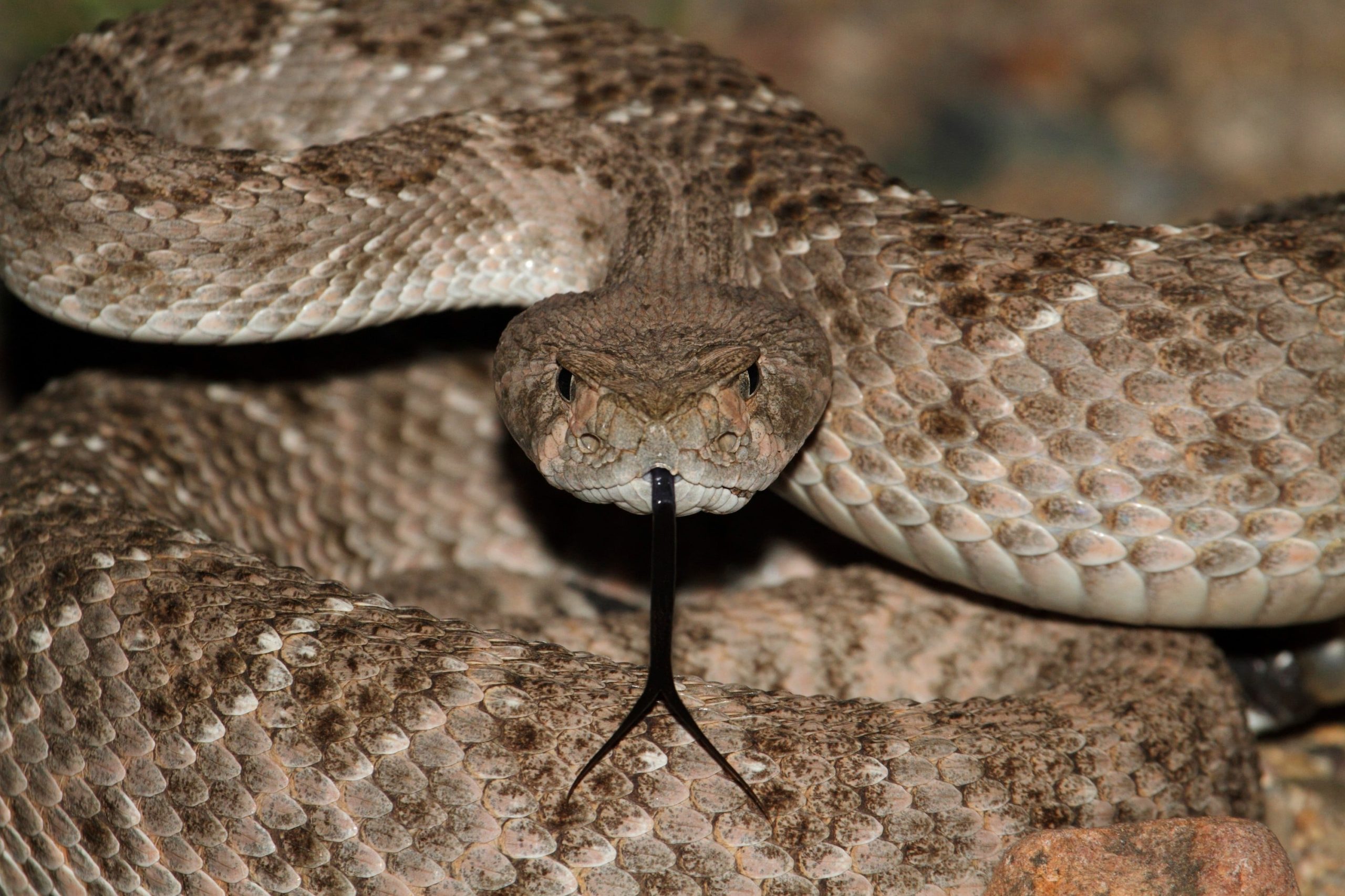 a close up of a snake