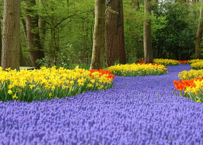 A Close Up Of A Flower Garden With Keukenhof In The Background