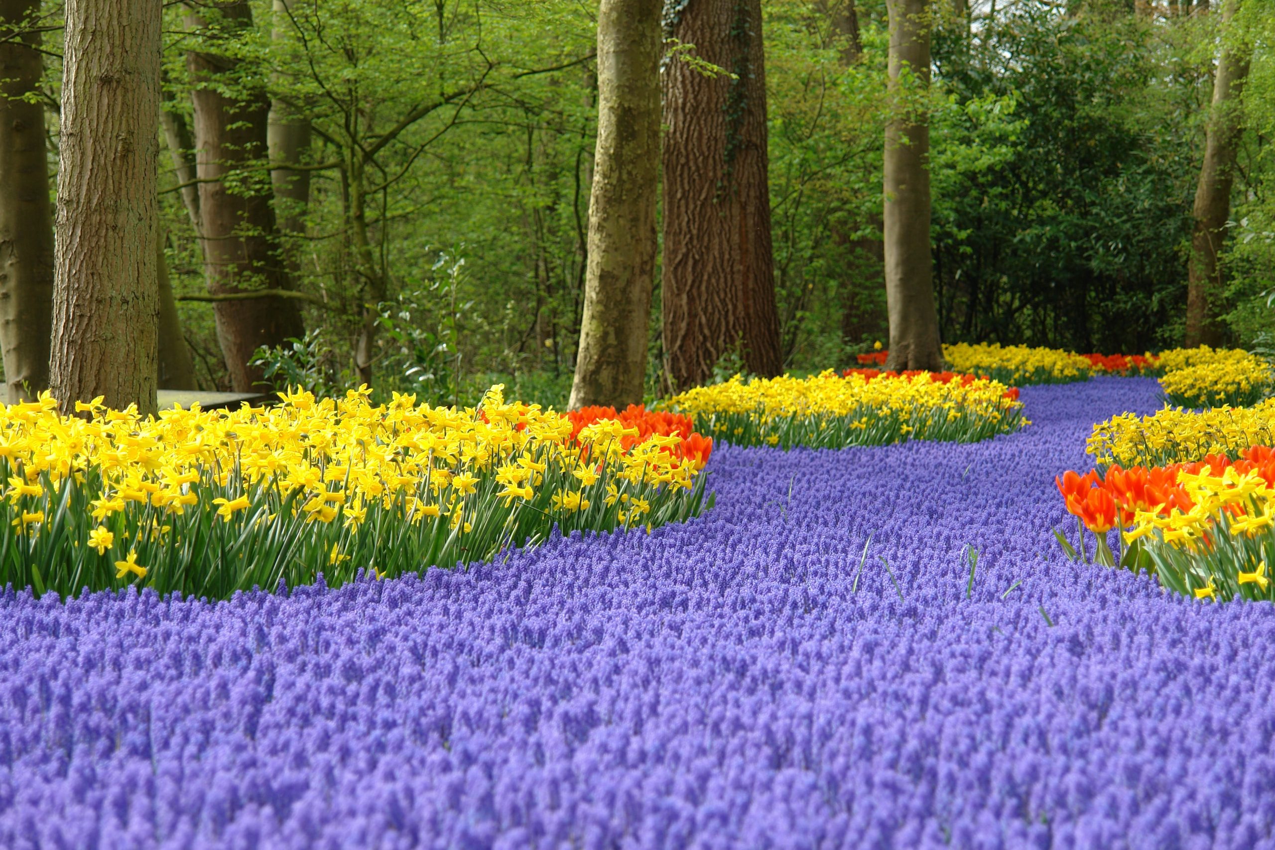 a close up of a flower garden with Keukenhof in the background