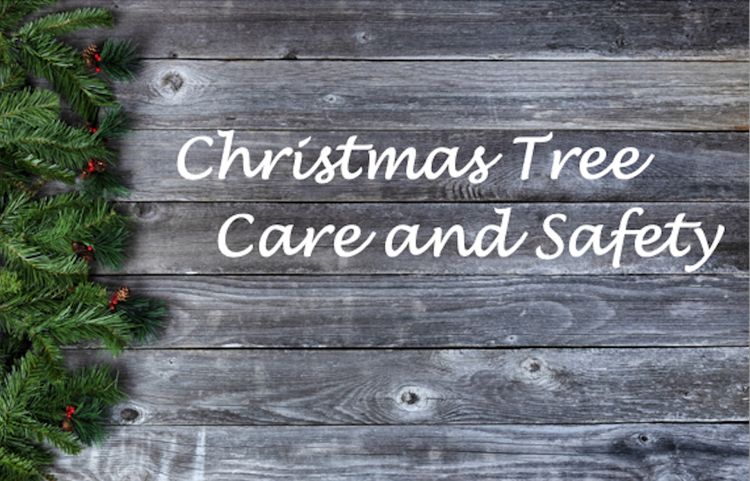 Things to Know about Christmas Tree Care and Safety