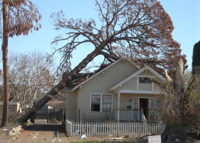 A Tree In Front Of A House