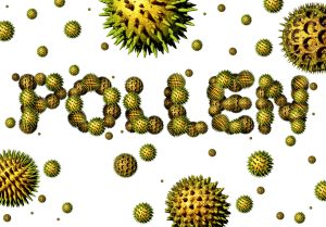 cedar pollen