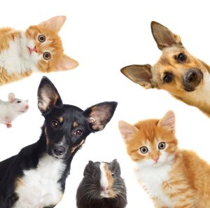 HVAC Systems Affect Pets